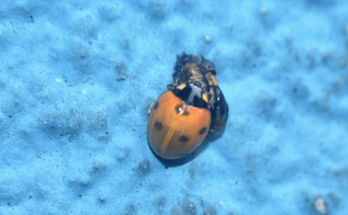 Coccinella septempunctata